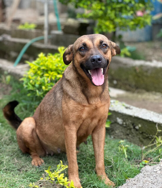 German Shepherd Mix