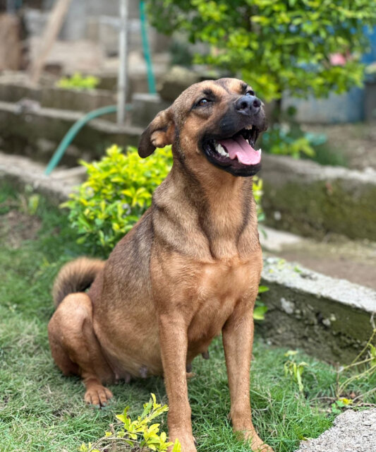 German Shepherd Mix