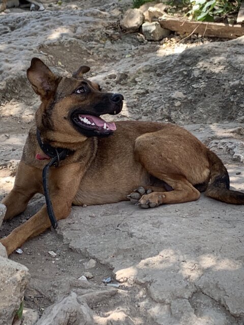 German Shepherd Mix