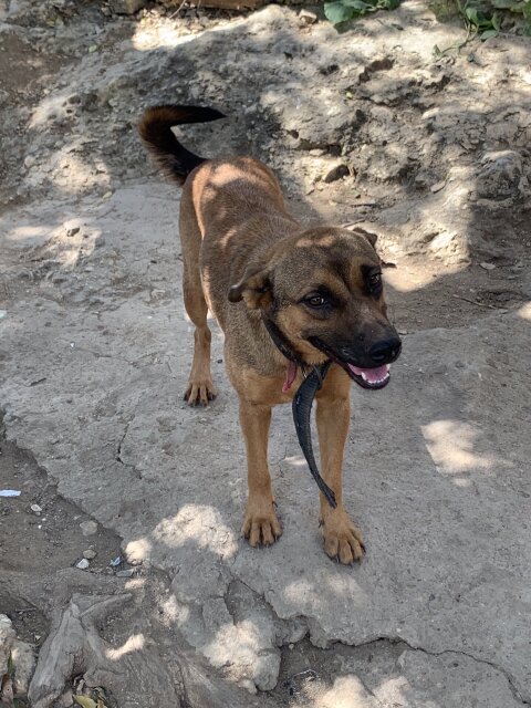 German Shepherd Mix