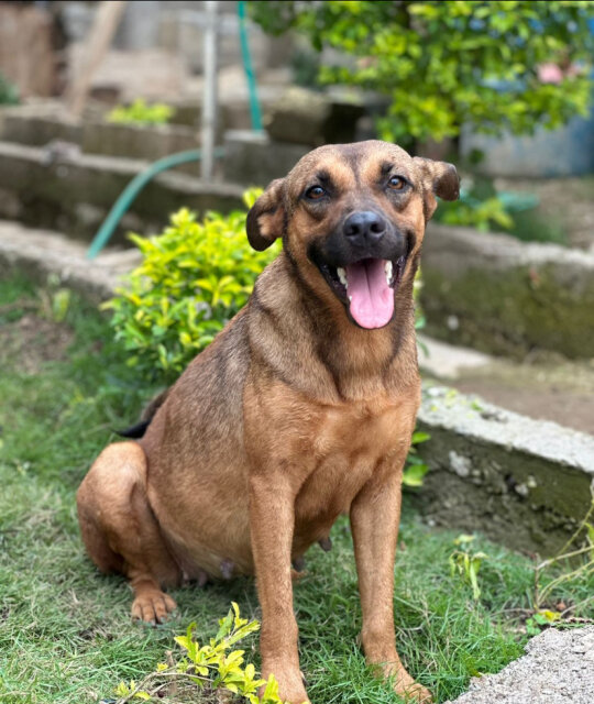 German Shepherd Mix