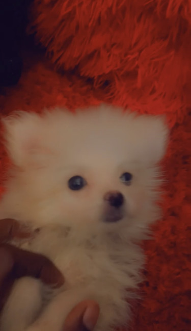 Toy Female Pomeranian 