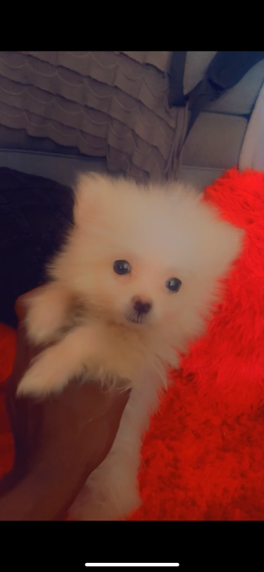 Toy Female Pomeranian 