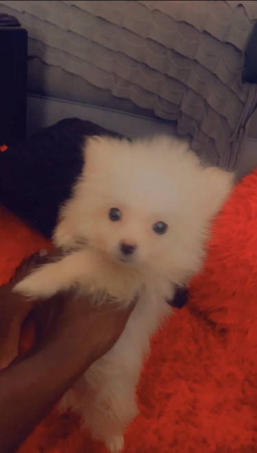 Toy Female Pomeranian 