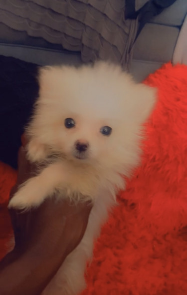 Toy Female Pomeranian 