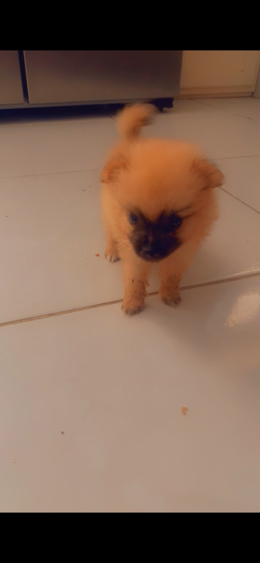 Purebred Pomeranian 