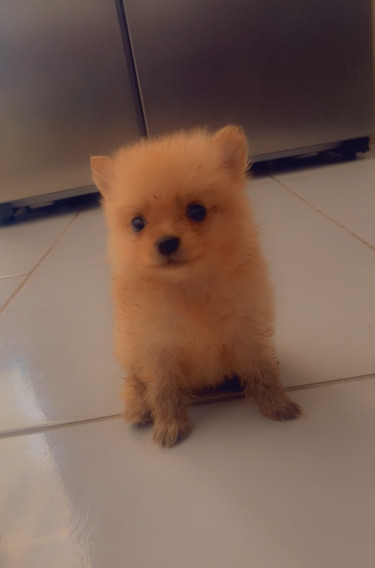 Purebred Pomeranian 