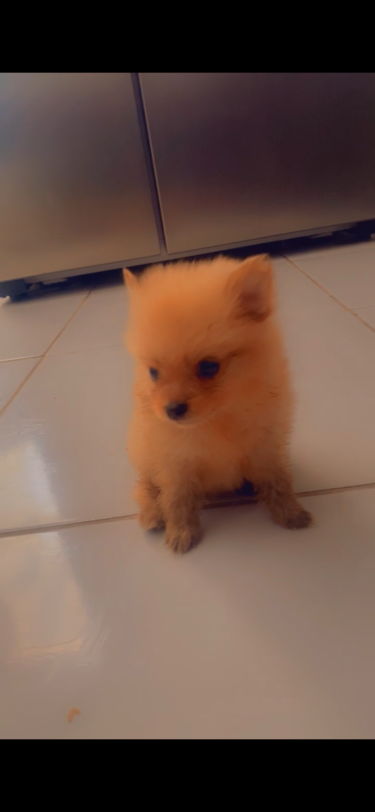 Purebred Pomeranian 