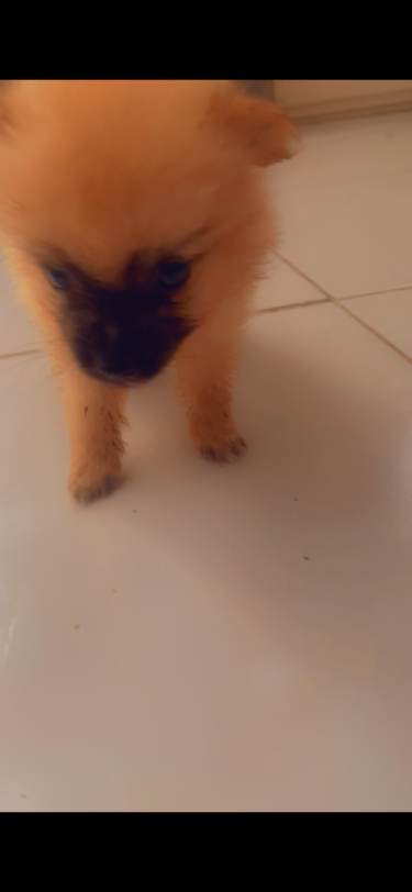 Purebred Pomeranian 