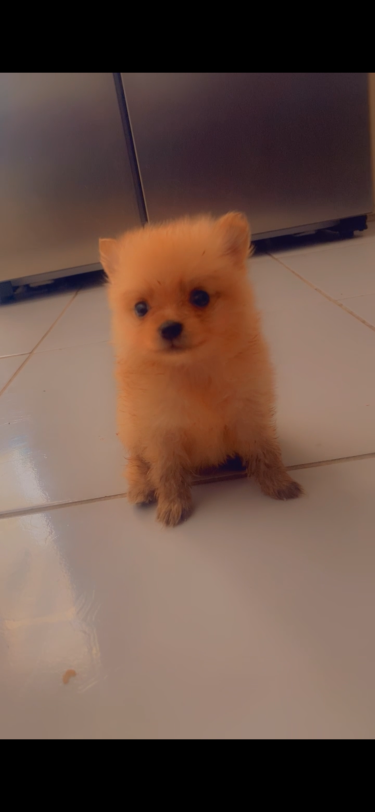 Purebred Pomeranian 