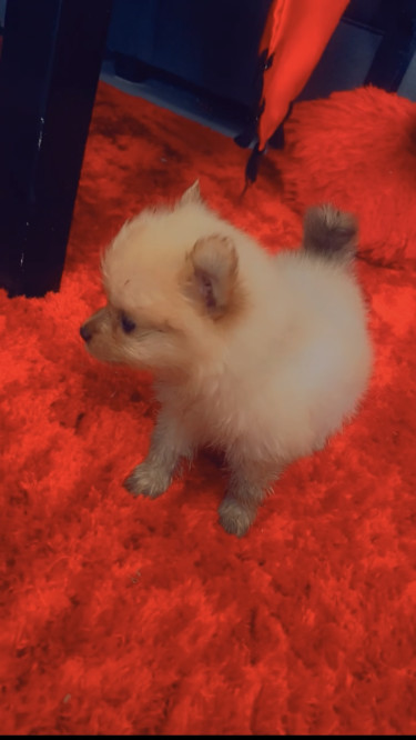 Purebred Pomeranian 