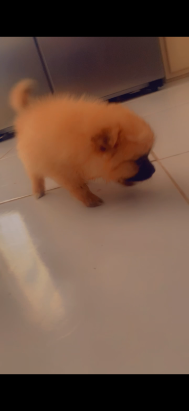 Purebred Pomeranian 