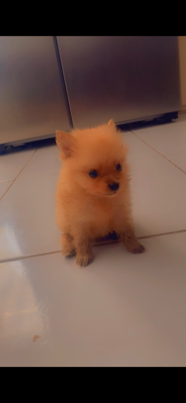 Purebred Pomeranian 