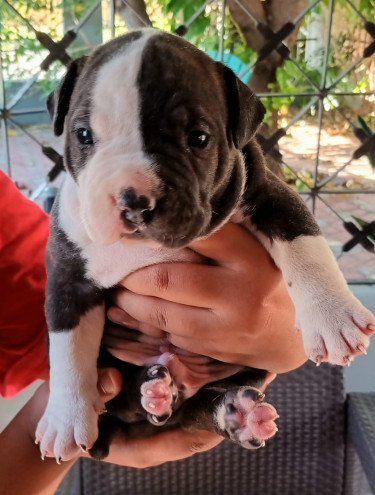 American Bully Pup