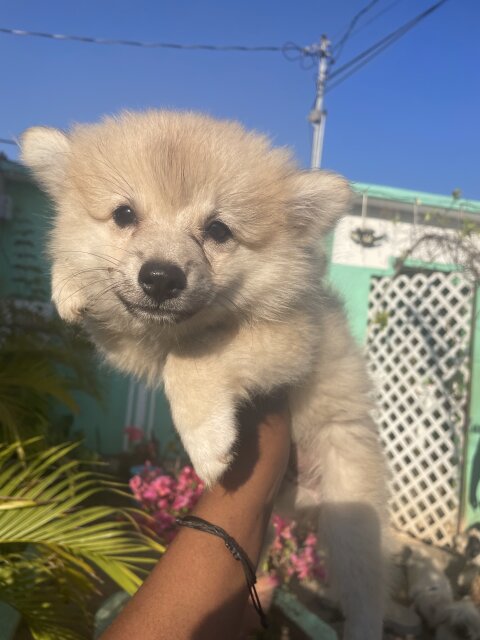 8wk Old Male Pomeranian Puppies Available