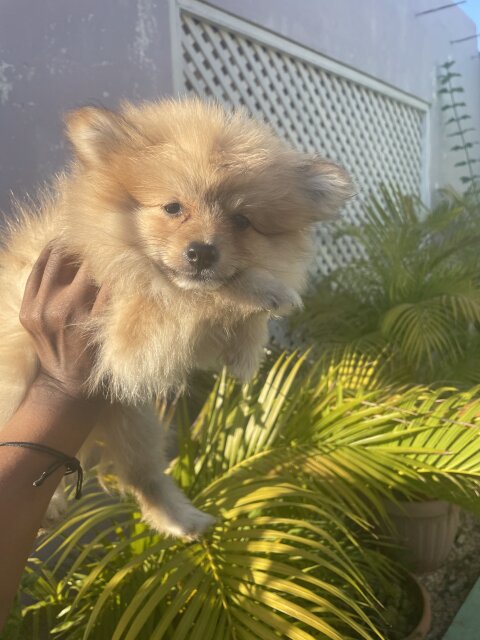 8wk Old Male Pomeranian Puppies Available