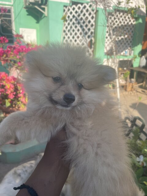 8wk Old Male Pomeranian Puppies Available