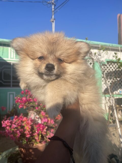 8wk Old Male Pomeranian Puppies Available