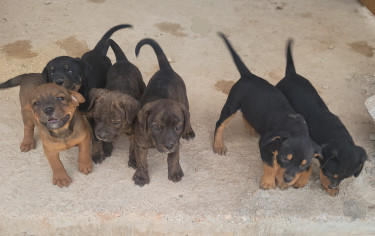 Rottweiler X Pitbull Mix Puppies 