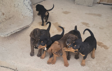 Rottweiler X Pitbull Mix Puppies 