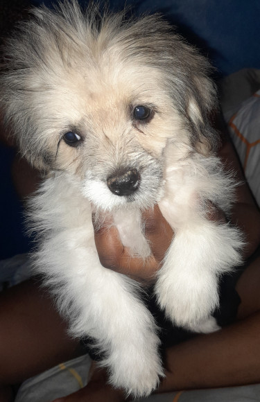 Poodle, Shihtzu Mix Puppy 