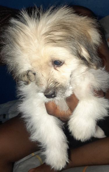 Poodle, Shihtzu Mix Puppy 