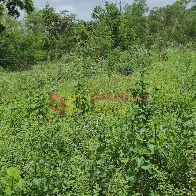 Over 1 Acre Of Land For Sale In Nain St Elizabeth