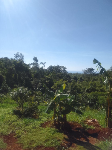 1 Bedroom New Board House On 1/2 Acre Fruited Land