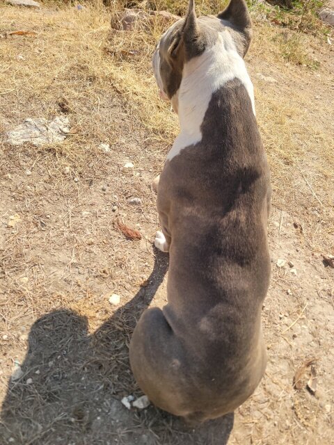 Razor's EDGE  Pit Bull