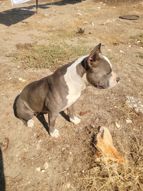 Razor's EDGE  Pit Bull