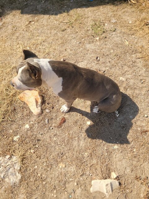 Razor's EDGE  Pit Bull