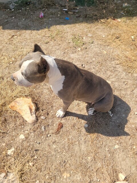Razor's EDGE  Pit Bull
