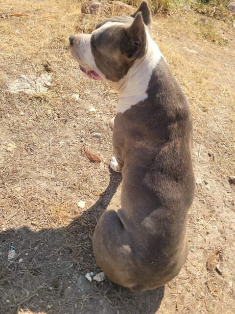 Razor's EDGE  Pit Bull
