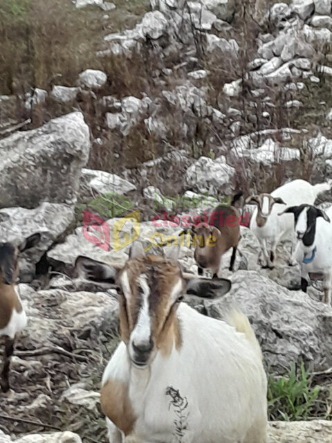 Goats