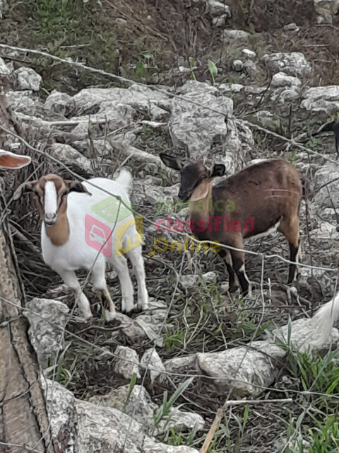 Goats
