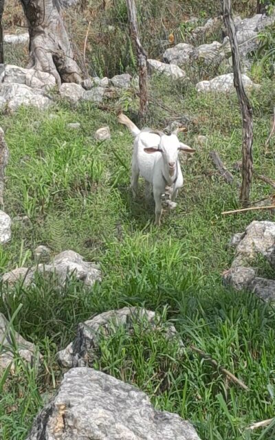 Ram Goats