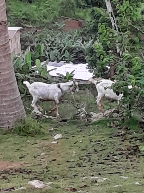 Ram Goats