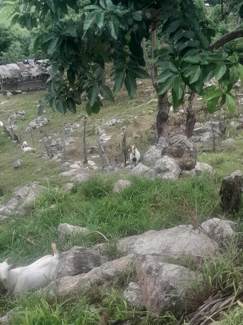 Ram Goats