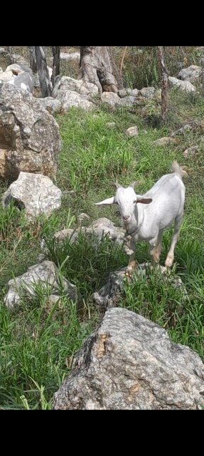Ram Goats Livestock Niagara