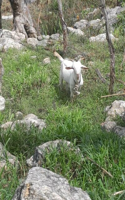 Ram Goats