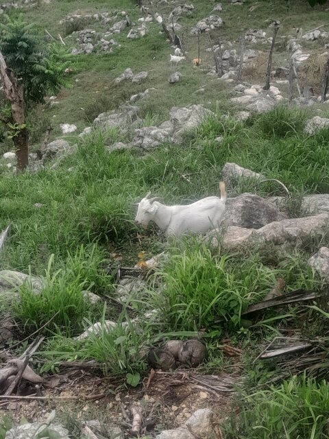 Ram Goats