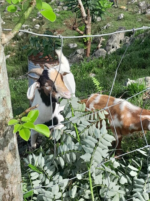 Ram Goats