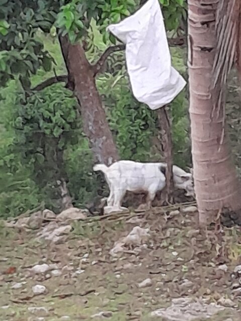 Ram Goats