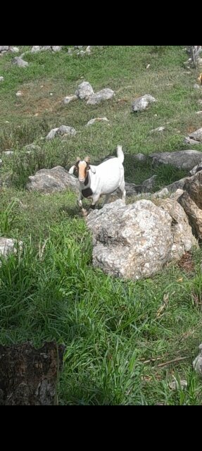 Ram Goats Livestock Niagara
