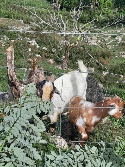 Ram Goats Livestock Niagara