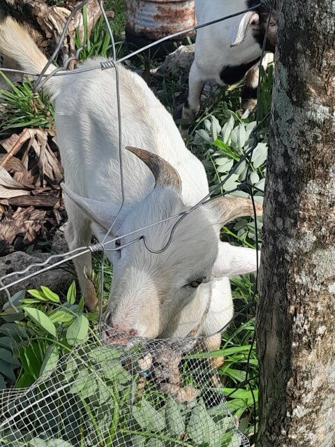 Ram Goats