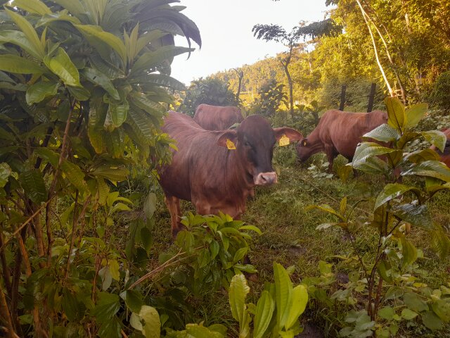Heifers And Calves