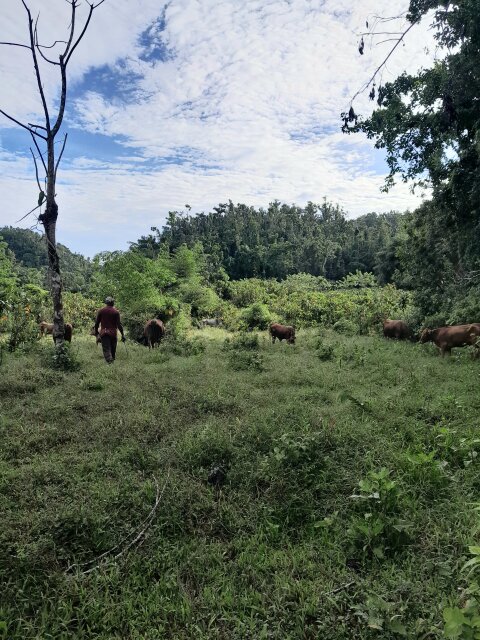 Heifers And Calves Livestock Elderslie