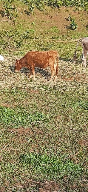 Heifers And Calves