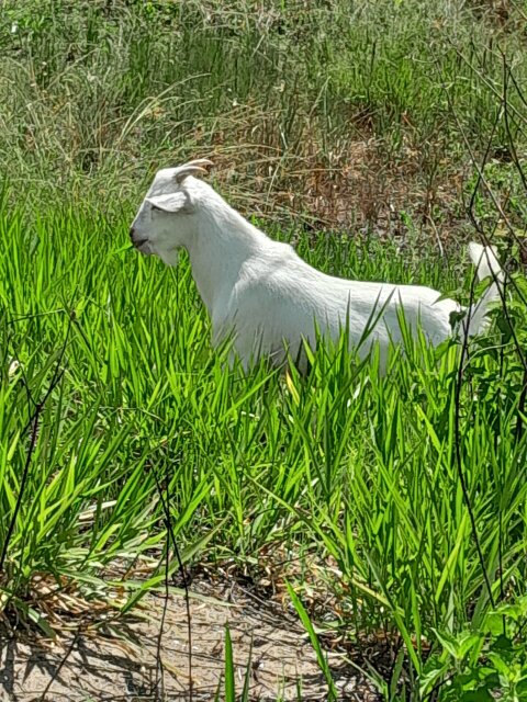 Goat Kid - Ram